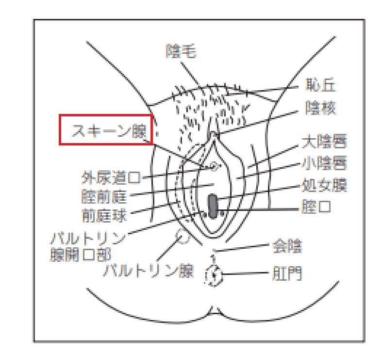 女性が感じる仕組みとは？オーガズムとスキーン腺の関係について解説 | コラム一覧｜ 東京の婦人科形成・小陰唇縮小・婦人科形成（女性 器形成）・包茎手術・膣ヒアルロン酸クリニック