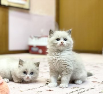 福岡県でラグドールの子猫を探す｜子猫ブリーダーナビ