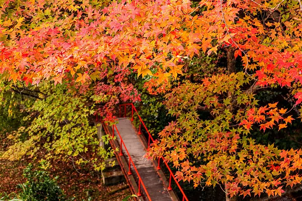 徳川園 - 徳川園 added