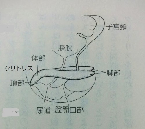 女性が「感じる」メカニズム Gスポットは気持ち良い「から」現れる快感スポット｜感じるところ｜森田敦子 -