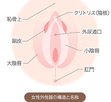 クリトリスの皮を剥くコツは？クリイキするための正しい剥き方をイラストでチェック