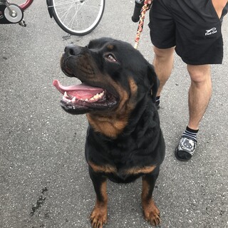 みんなの犬図鑑 - 埼玉県で評判の良いポメラニアンのブリーダー紹介