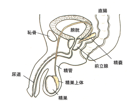 慢性前立腺炎について｜おき泌尿器科クリニック｜富田林市の泌尿器科