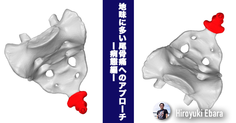 お尻の愛撫法 攻めるポイント 尾てい骨（仙骨）