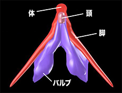 クリトリス包茎で叶える快適なインティメイトケア | ガーデンクリニック