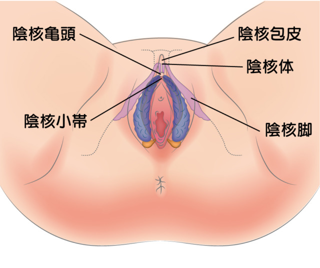 クリトリス系性感帯 Uスポットの開発と刺激方法 上級者編