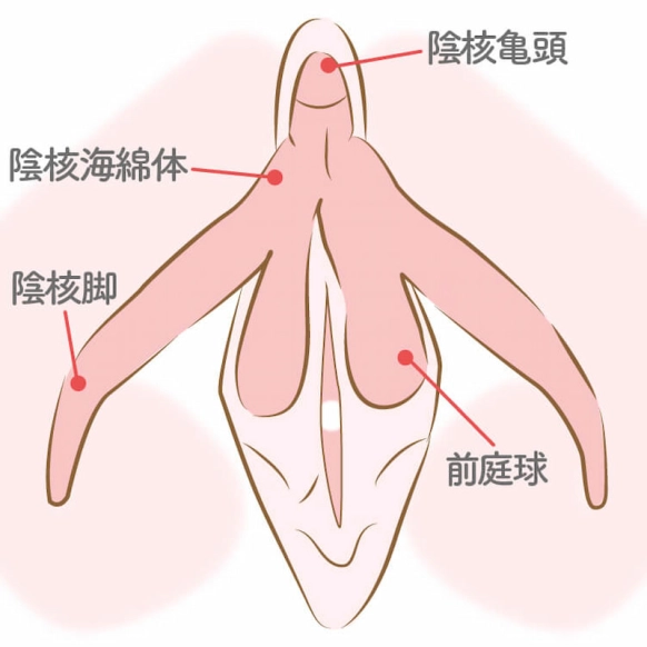 ヘビにもクリトリスがあることが判明し研究者は大興奮、メスに関する研究が少なすぎるという指摘も - GIGAZINE