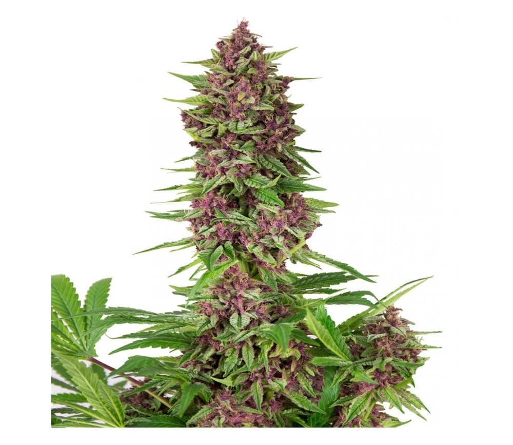 PURPLE KUSH -