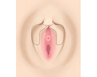 クリトリスの場所はどこ？女性○器の構造や役割をわかりやすく解説