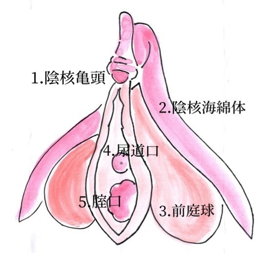 女性なら知っておきたい！ クリトリスの基礎知識