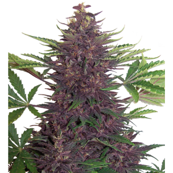 Purple Kush (Crop