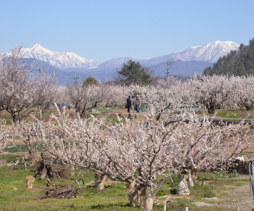 福津三十六景 26 西郷川花園／福津市