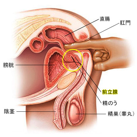 手コキのやり方と絶頂へ導くテクニックと注意点 | FQSS