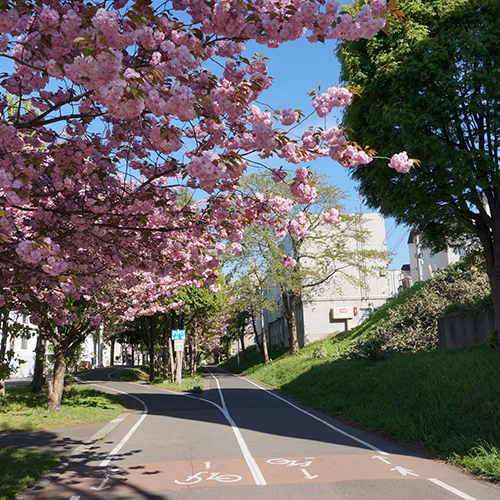 札幌市白石区 マッサージ｜アルファサロン本郷治療室