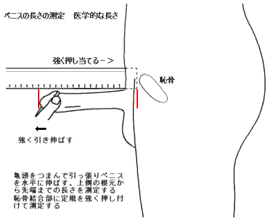 膣の長さの平均は？挿入などエッチとの関係性って？意外と知らない膣の構造をチェック【快感スタイル】