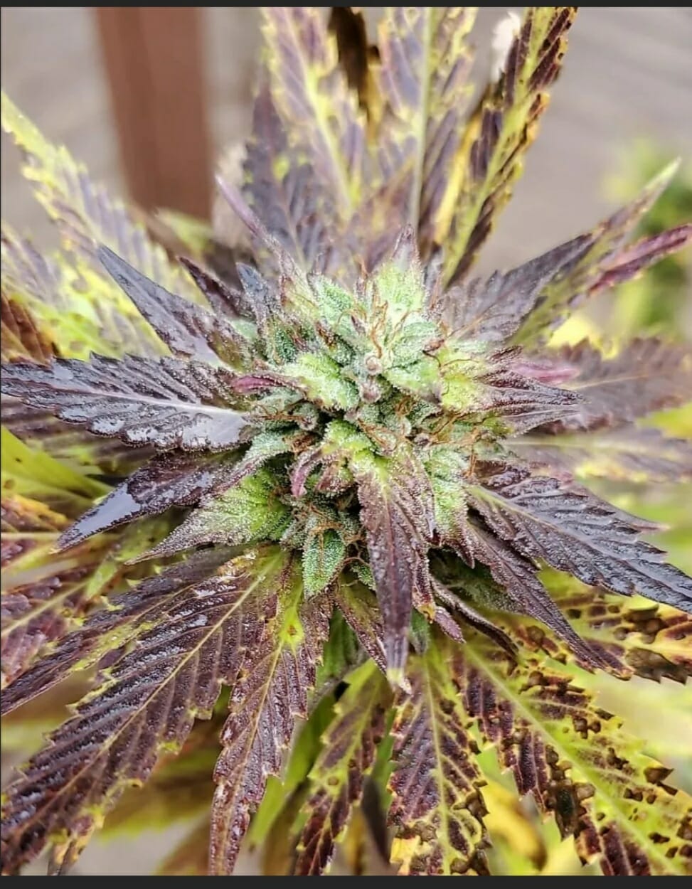 Purple Jelly Kush: a