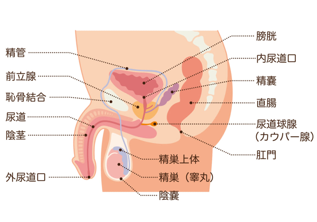 初心者必見！男のアナニーのやり方・方法をマニアがわかりやすく解説！