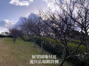 あんずの里（福津市）で、満開見頃のあんずの花を見て、神湊でランチ | 福岡おでかけブログ |