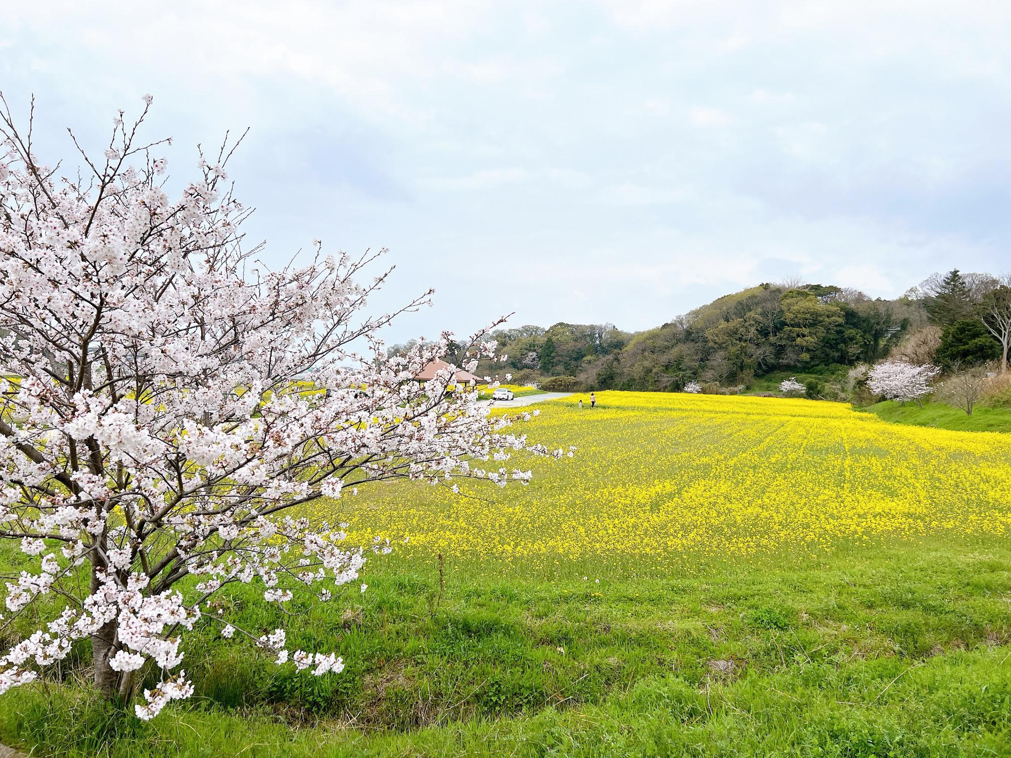 千曲市 あんずの里】2023年あんずの開花・見頃はいつ？あんずまつりは開催予定！ | 長野大好き☆yuuの～信州おでかけブログ