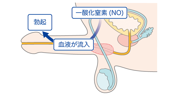 女性の「潮吹き」と「女性の射精」の明確の違いについて - 美容外科｜船橋中央クリニック&青山セレスクリニック