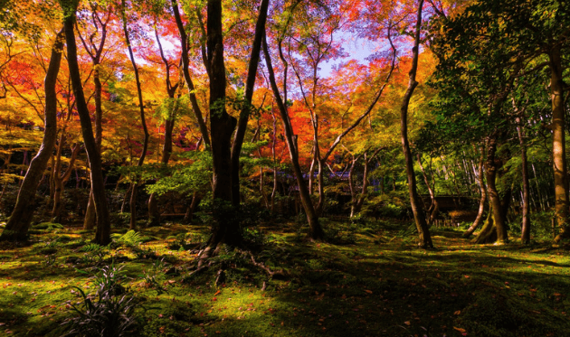 京都の穴場のオススメ紅葉スポット「光明寺」をご紹介！ | Woo!（ウー） | ページ