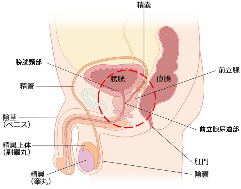 潮吹きのやり方を漫画で解説！気持ちいいセックスのコツ