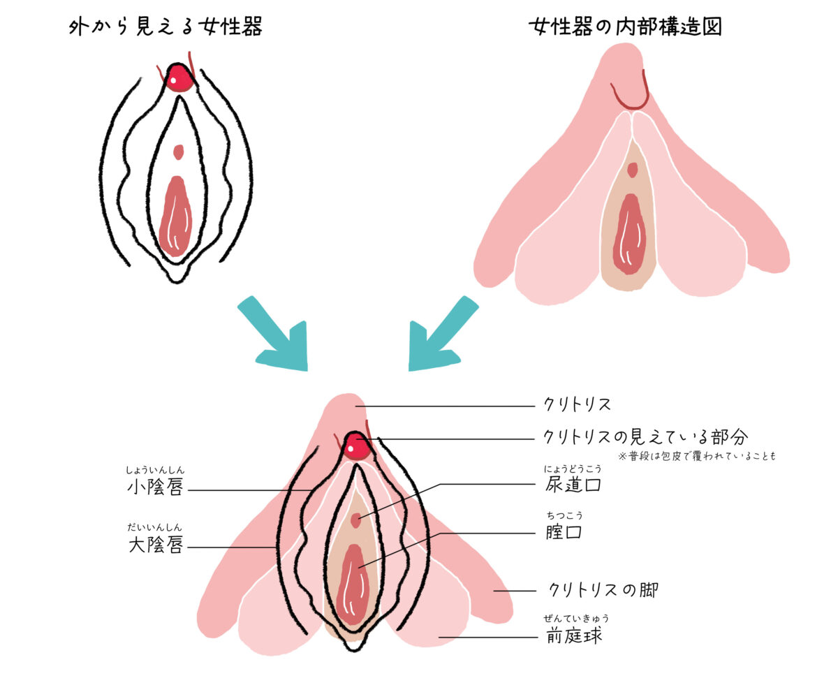 フェムテック tv ｰ