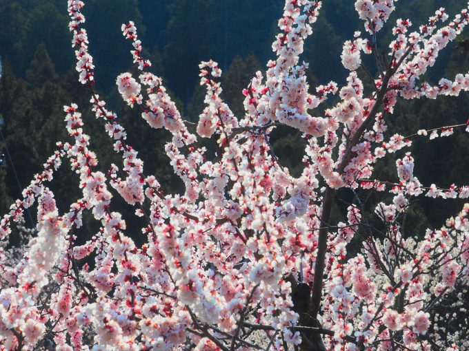 千曲市あんずの里 アンズ花開花状況。満開から散り始め。2020.04.03. | 心がふれあう民芸の宿