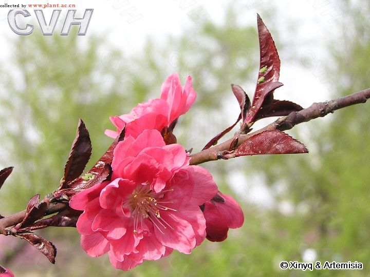 一种装饰叶桃花框，用于浪漫的喜爱日邀请卡装饰图案矢量向量例证- 插画包括有逗人喜爱, 叶子: 168178077