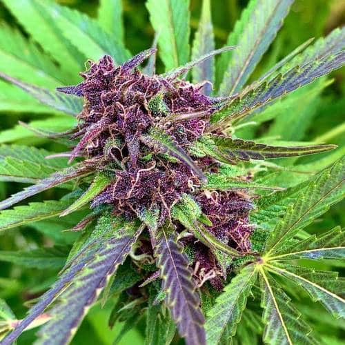 Purple Berry Kush