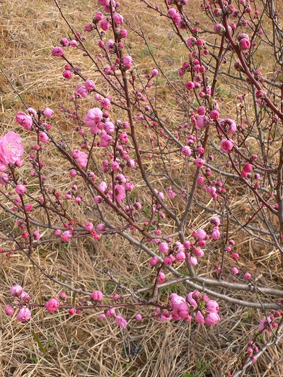 あんずの里 開花はまだ少ない (福岡県福津市) (2024.03.16)