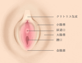 女性器の形や構造・役割について｜婦人科形成の施術・後悔しない注意点を紹介 | 銀座マイアミ美容外科