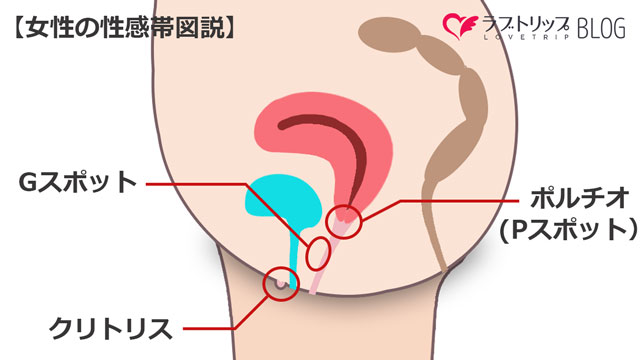 ポルチオとは？位置や開発方法、ポルチオセックスのやり方- 夜の保健室