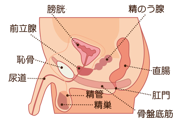 勃起の角度は何度が平均？低い原因や上向きにする方法を解説 |【公式】ユナイテッドクリニック