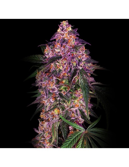 Purple marijuana -