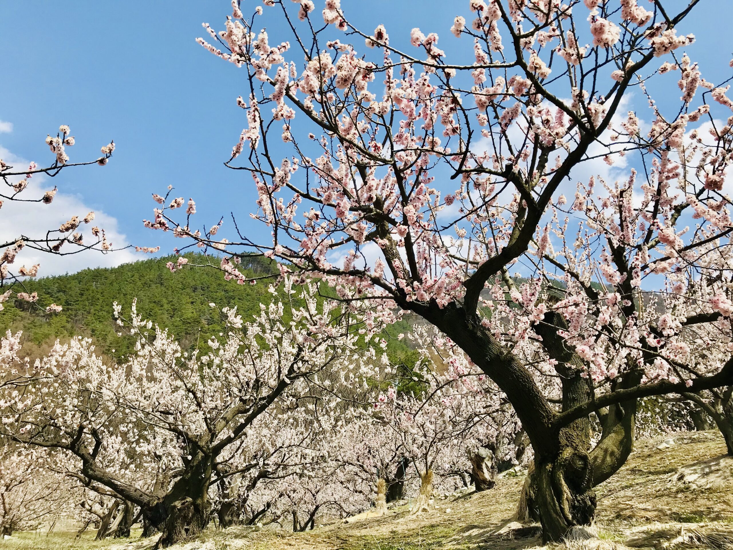 【終了しました】3月17日 あんず祭り あんずの里市 | FUKUTSU