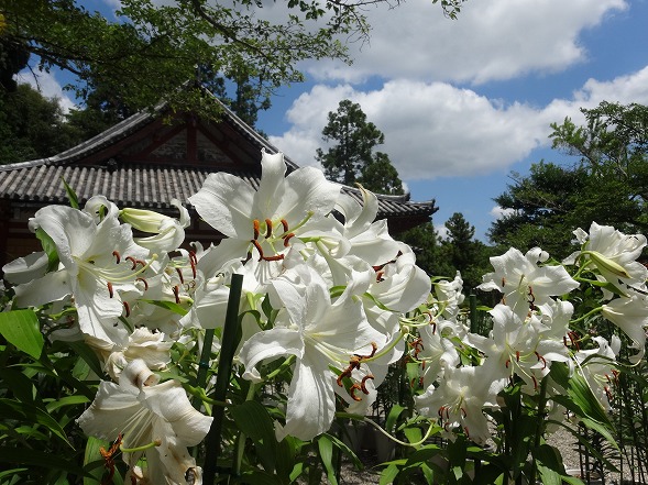 奈良県】大和郡山市 松尾寺 境内に咲くカサブランカの花