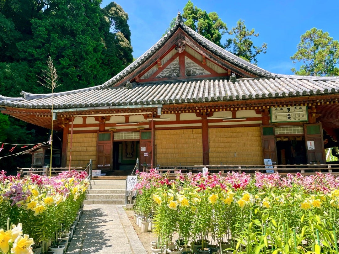 松尾寺のカサブランカ - 藤の気まぐれ写真