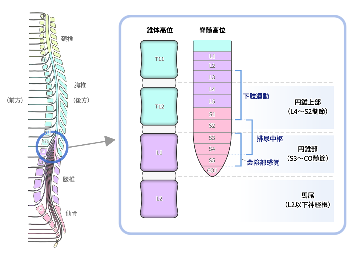 92-2006 26歳，男性．８年前より鼻閉があり，副鼻腔炎として加療されていた．３年前より咳， |  皮膚科専門医試験勉強されている方、皮膚病、皮膚に関心のある方のためのブログ！！！