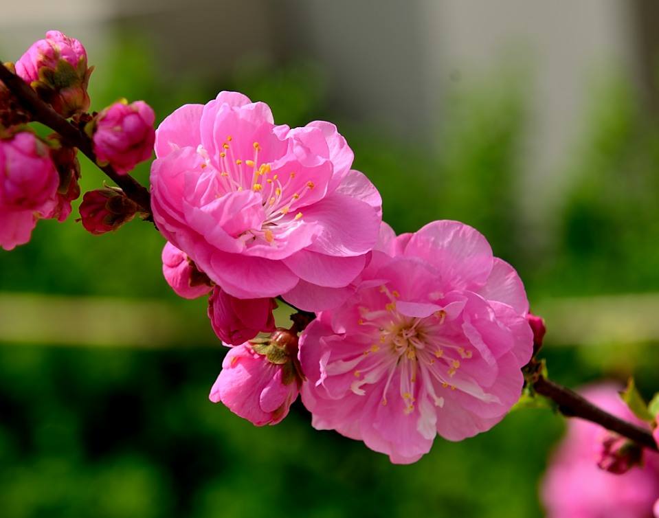 柳叶桃花图片_柳叶桃花素材_柳叶桃花模板免费下载-六图网