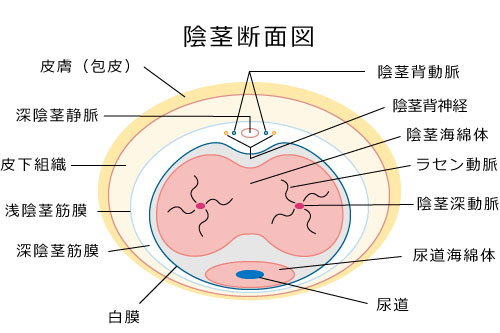 勃起の角度は何度が平均？低い原因や上向きにする方法を解説 |【公式】ユナイテッドクリニック