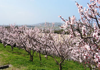 あんずの里市｜産直市場｜福岡県福津市 | 産直市場 野菜