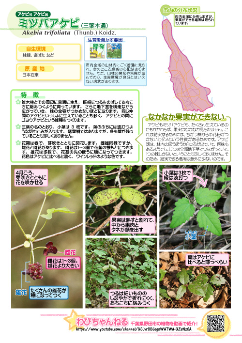 【オフショ】一位をとった新作A○の裏側密着！！