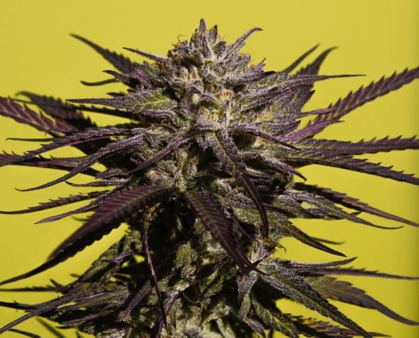 Auto Purple Kush Seeds |