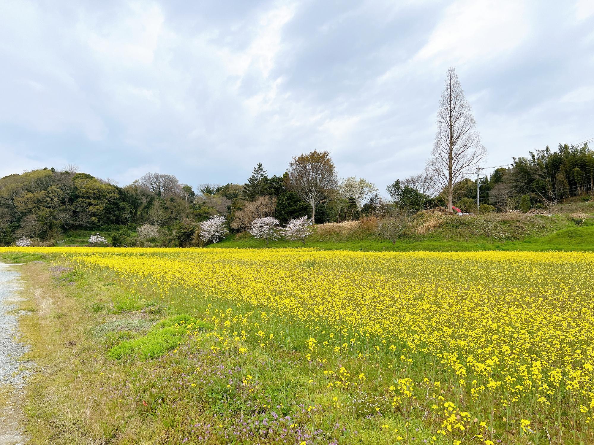 あんずの里☆あんずの開花状況！！ 信州千曲の産直ショップ！信州産あんず、なめ茸、昆虫食は産直市場ヤマサン！