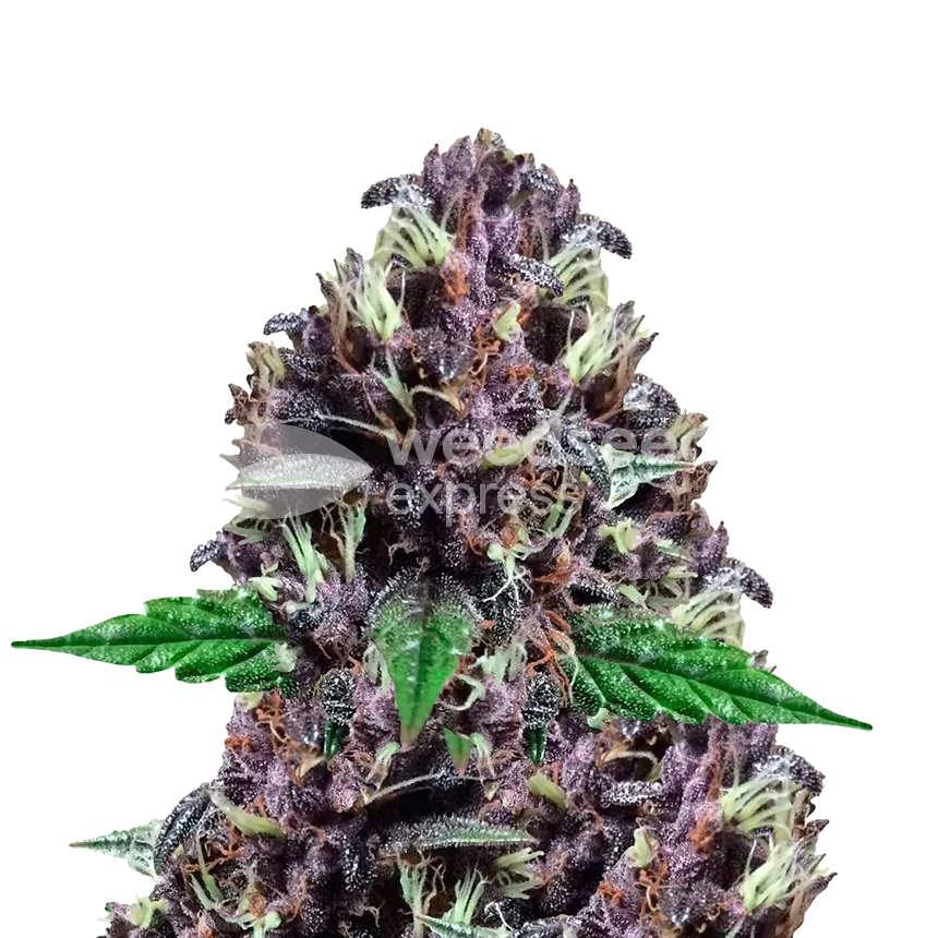 Sensi Purple Kush Feminized