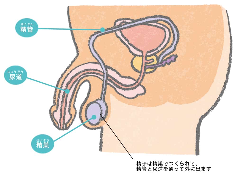 朝起きたらパンツが汚れてた…！睡眠中に射精しちゃう「夢精」って？｜BLニュース ちるちる