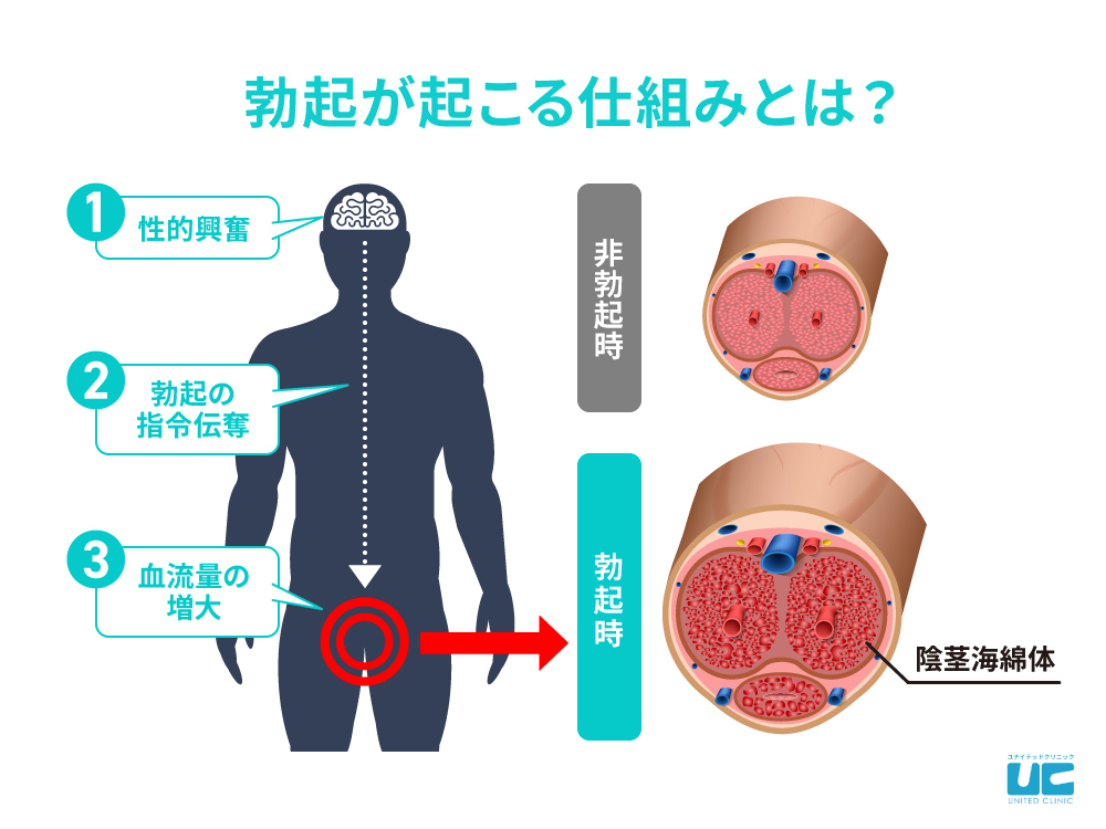 たまんないっす… 男性が思わず勃起してしまう瞬間５選！ | せきらら-Sekirara-