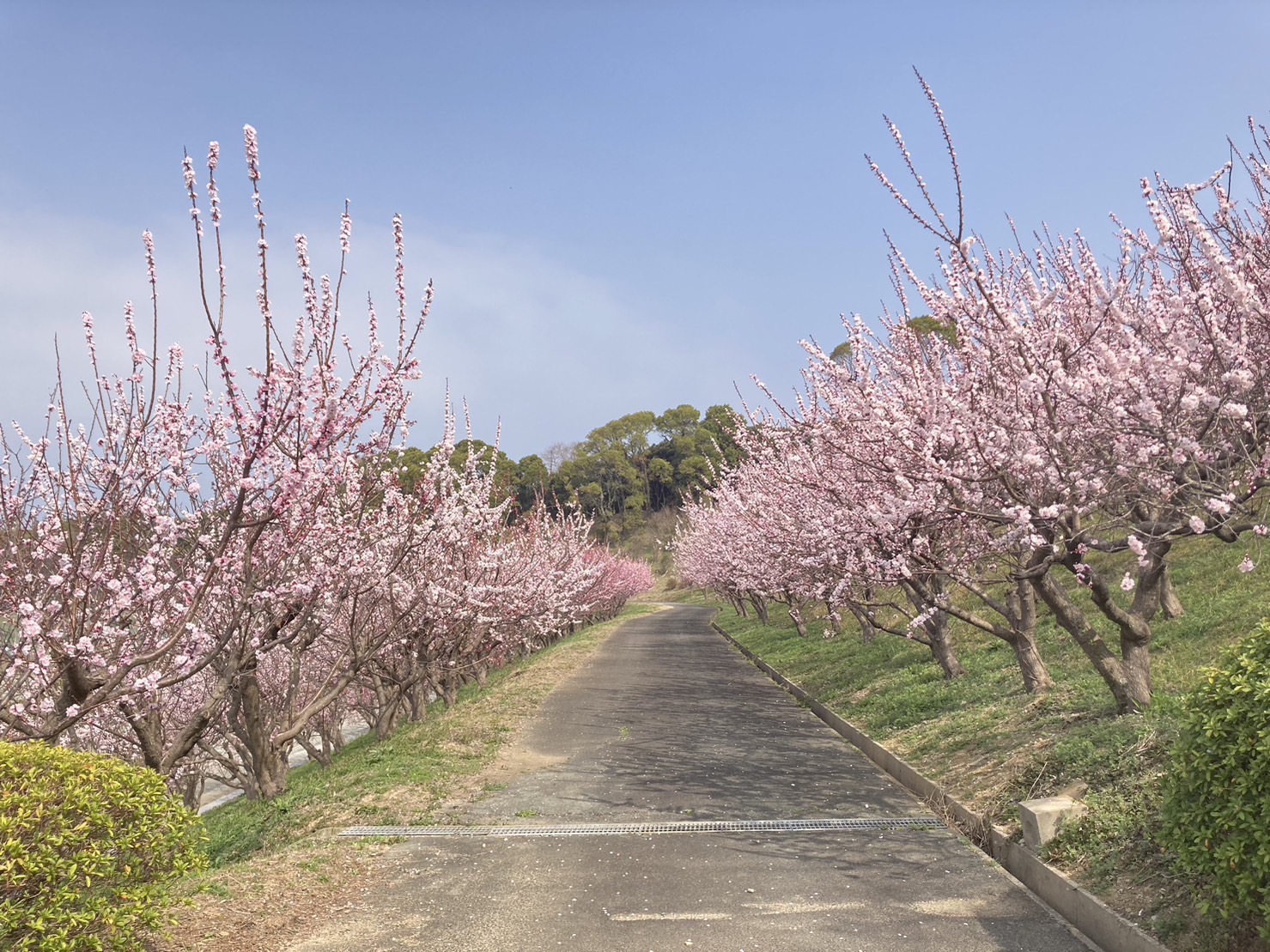 千曲市あんずの里 アンズ花開花状況。満開から散り始め。2020.04.03. | 心がふれあう民芸の宿