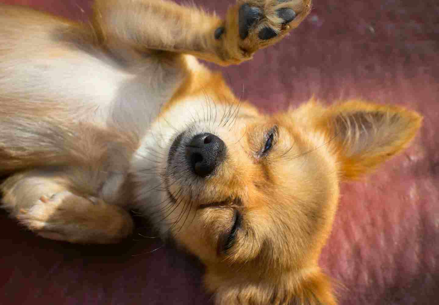 犬が撫でられて気持ちいいツボとは！ | 日本ペットシッターサービス